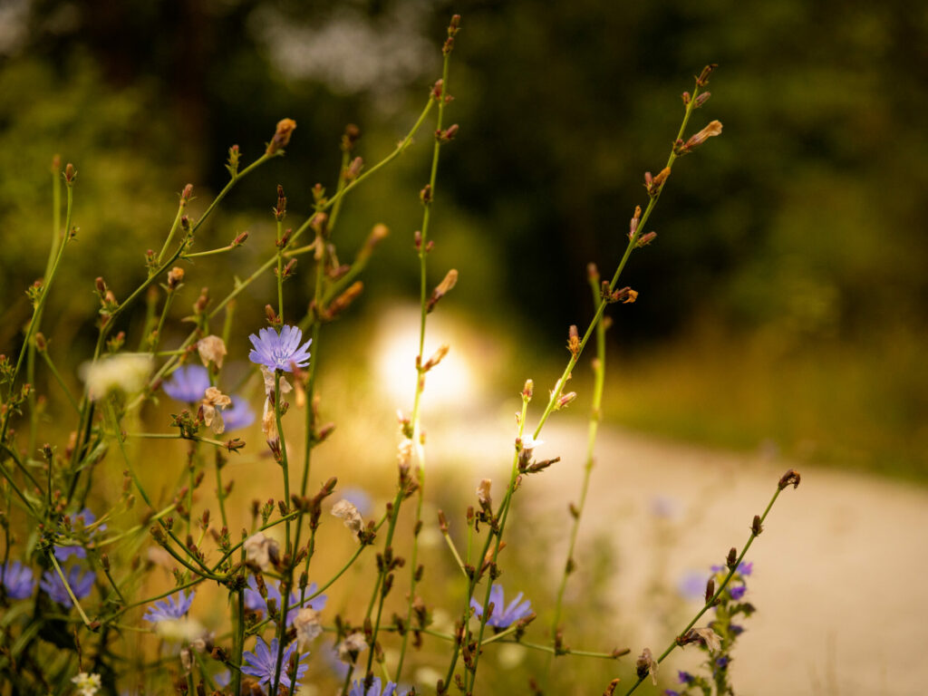 20250718-0S6A5811-fot.Lukasz.Kulczynski