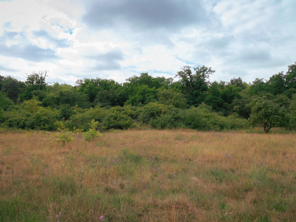 20250718-0S6A5818-fot.Lukasz.Kulczynski