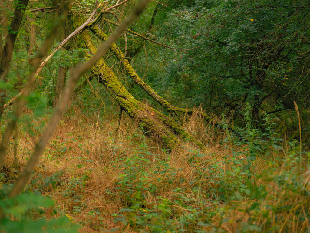 20250718-0S6A5821-fot.Lukasz.Kulczynski