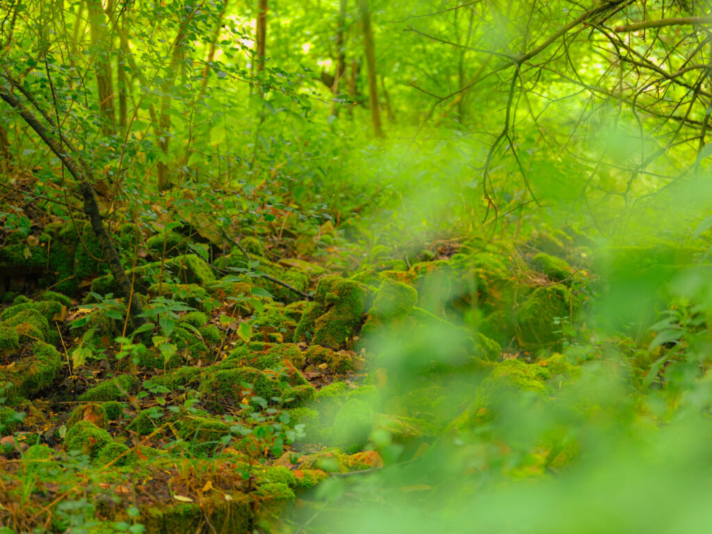 20250718-0S6A5824-fot.Lukasz.Kulczynski